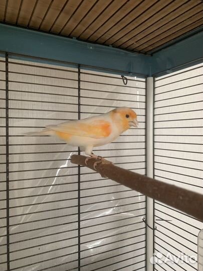 Кенара и канарейки