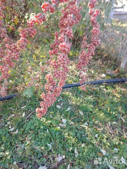 Шефердия (облепиха канадская, цена за килограмм)
