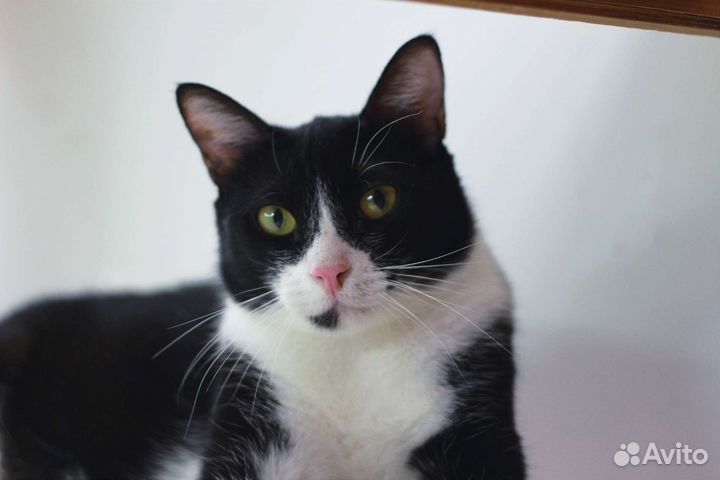 Кошки в добрые руки бесплатно