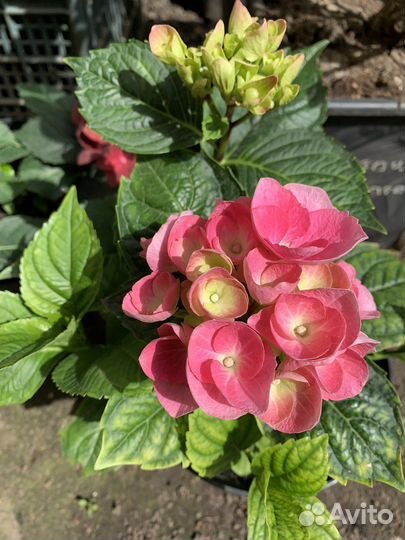 Гортензия Бесконечное лето