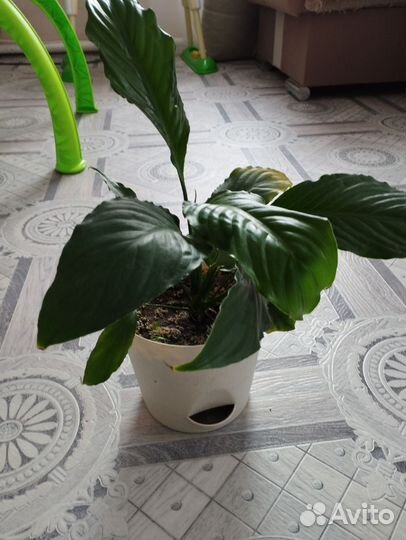 Фикус лирика бамбино, монстера, черенки