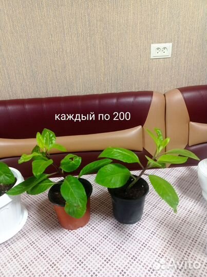 Джинура листья бога