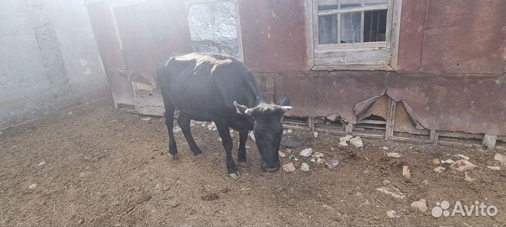 Корова первотелка