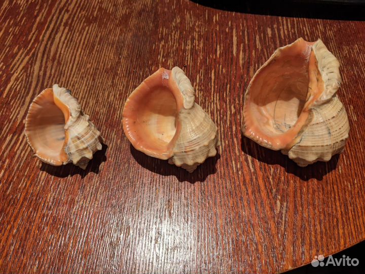 Ракушки морские (рапан)