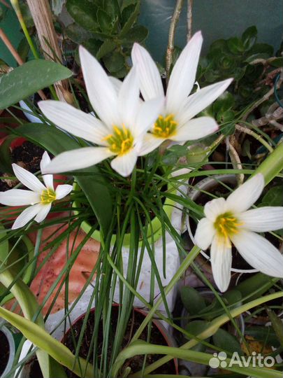 Зефирантес выскочка белый