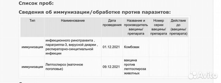 Бычки и быки телки