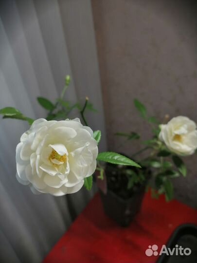 Комнатные растения цветы