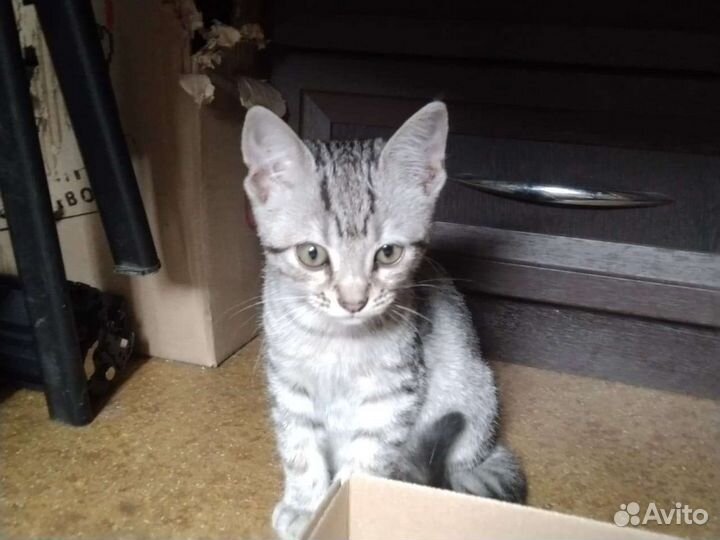 Кошка