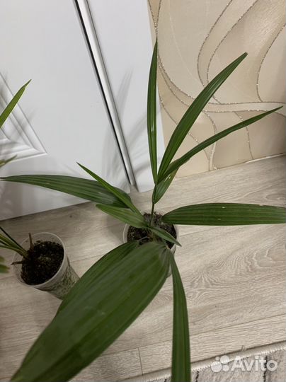 Пальма вашингтония (веерная)