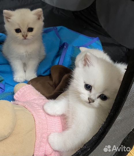 Британские котята
