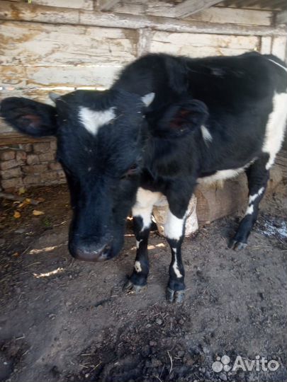 Бычок и телка