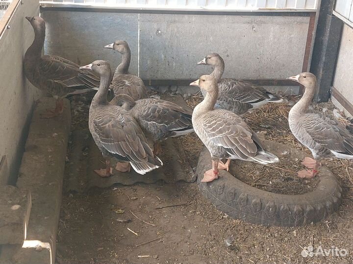 Подсадные дикие гуси