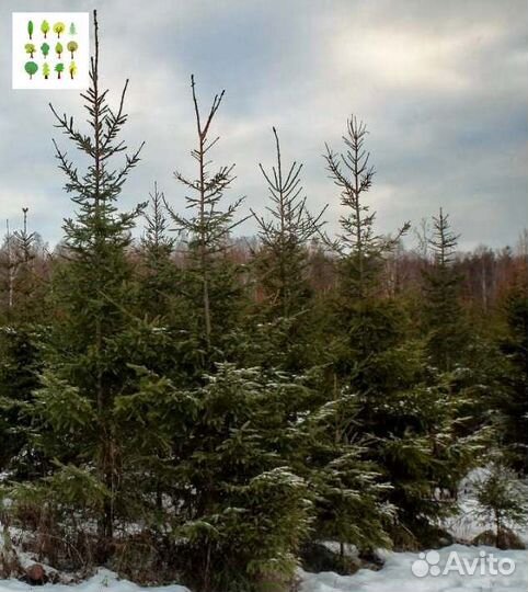 Саженцы ели опт