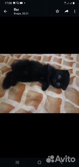 Кошка шотландская