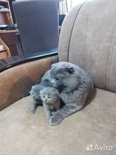 Британский кот на вязку