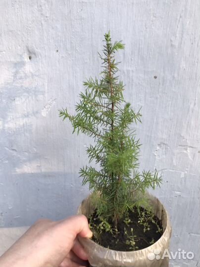 Туя микс, можжевельник, форзиция