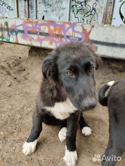 Щенки в добрые руки