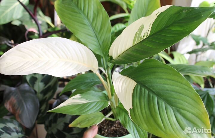 Спатифиллумы разных сортов