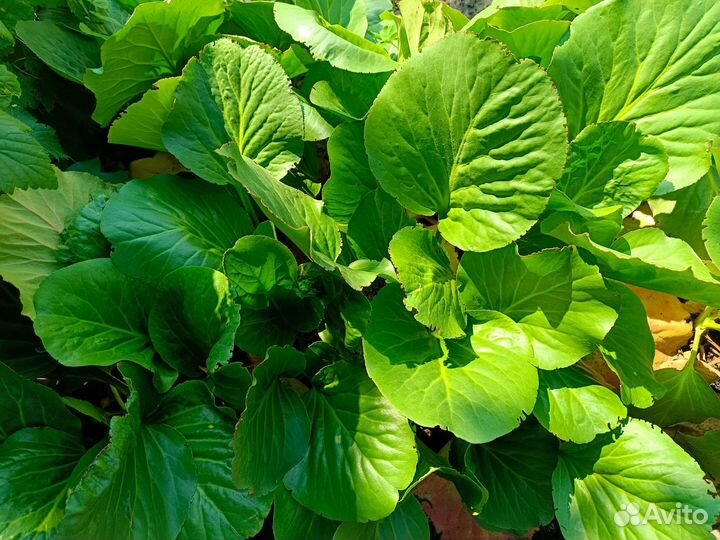 Бадан (слоновьи уши)