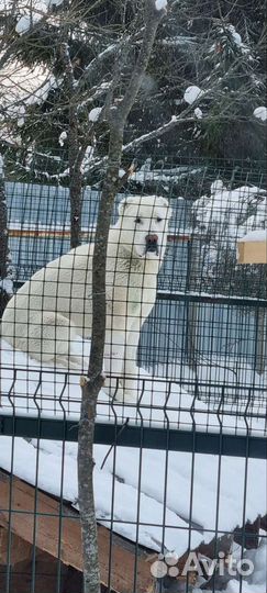 Собака алабай