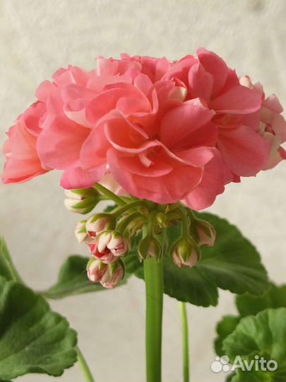 Пеларгония сортовая