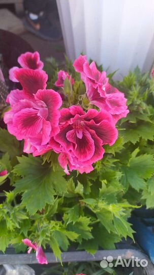 Королевская пеларгония