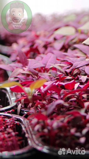 Семена для микрозелени Базилик Арарат