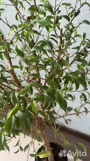 Фикус Бенджамина Барок, Пикси и др.сорта