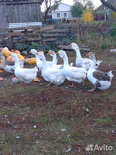 Гуси домашние