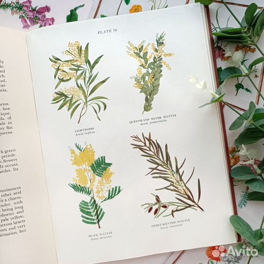 Старинная книга с ботаническими иллюстрациями