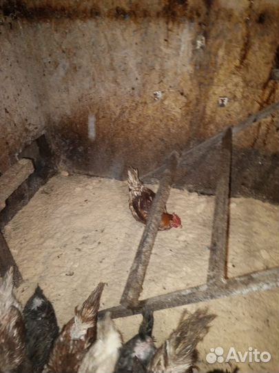 Молодые петухи