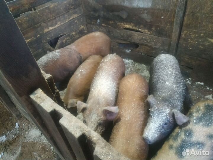 Поросенок чистокровный Дюрок,смесь ландраса