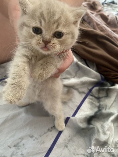Продам котят британцев