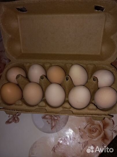 Домашние куриные яйца