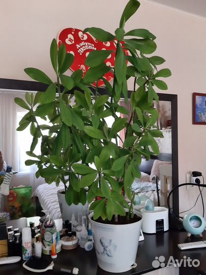 Комнатные цветы