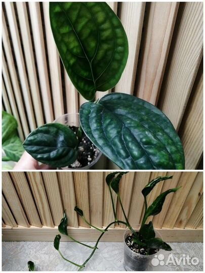 Эпипремнумы, сциндапсусы