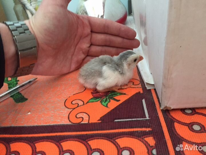 Цесариное инкубационное яйцо