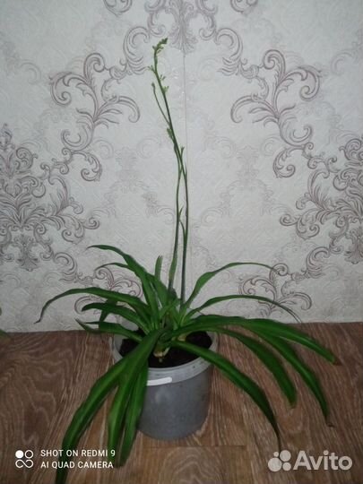 Хлорофитум. Комнатный цветок