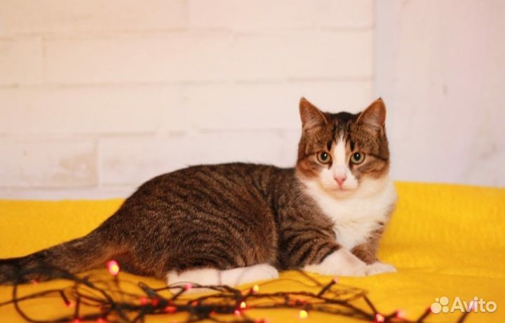 Стерилизованная кошка в частный дом