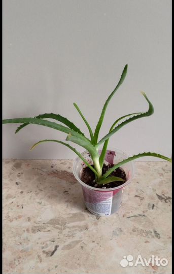 Пахистахис, замик, декабрист