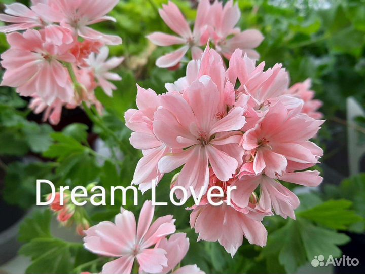 Пеларгония герань