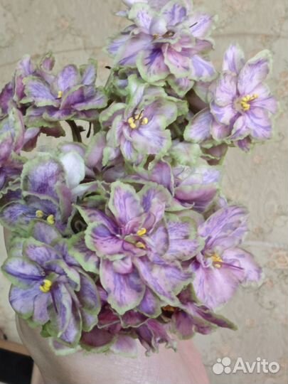 Сортовые фиалки