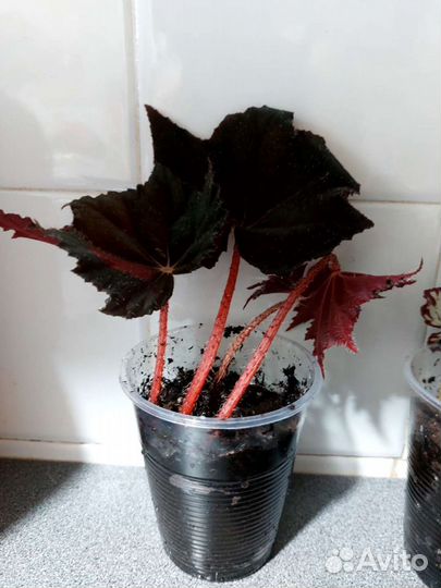 Бегония тигровая и бегония черный принц