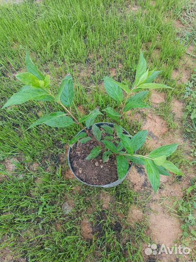 Гортензия метельчатая