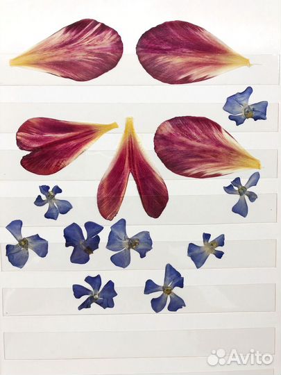 Гербарий листья цветы плоская сушка
