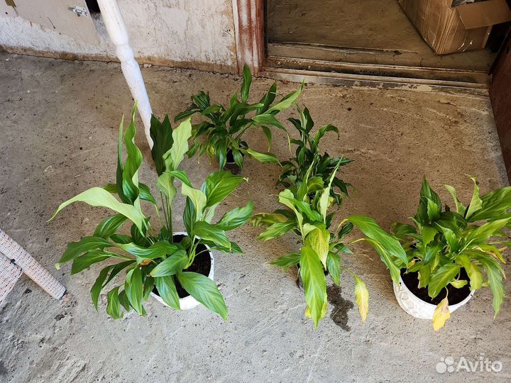 Спатифиллум