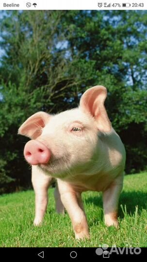 Продам поросят 2 месяца цена 6т.Винзили