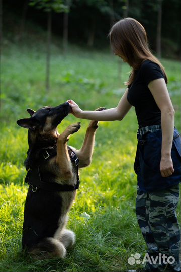 Кинолог, дрессировка собак, передержка