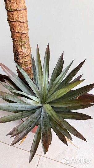Искусственное дерево растение агава