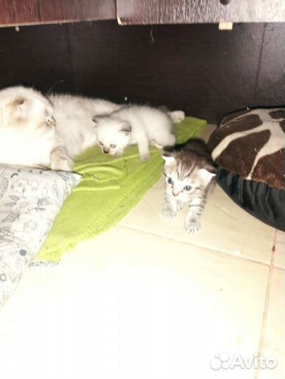 Отдам котят